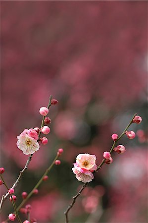 Plum blossoms Stock Photo - Premium Royalty-Free, Code: 622-06842363
