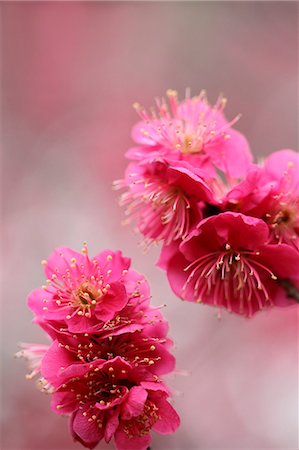 simsearch:622-07519725,k - Plum blossoms Photographie de stock - Premium Libres de Droits, Code: 622-06842376