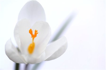 simsearch:622-06842370,k - Crocus flower Stockbilder - Premium RF Lizenzfrei, Bildnummer: 622-06842378