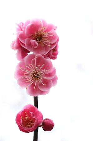 Plum blossoms Stock Photo - Premium Royalty-Free, Code: 622-06842370