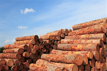 stacking wood - Wood logs and sky Stock Photo - Premium Royalty-Free, Code: 622-06842387