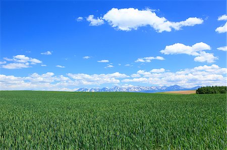early - Wheat field and blue sky with clouds, Hokkaido Stock Photo - Premium Royalty-Free, Code: 622-06842383