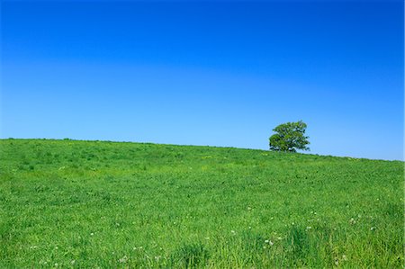 field horizon - Grassland tree and sky, Hokkaido Foto de stock - Sin royalties Premium, Código: 622-06842400