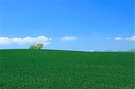 dirt horizon - Wheat field trees and sky, Hokkaido Stock Photo - Premium Royalty-Free, Code: 622-06842402