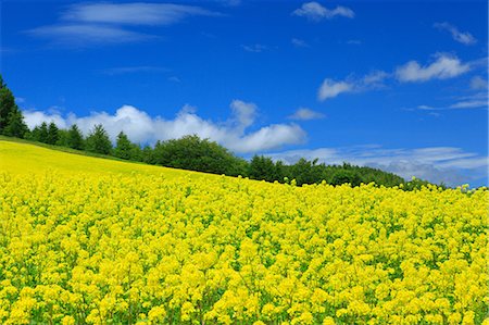 sciame - Field mustard and sky with clouds, Hokkaido Fotografie stock - Premium Royalty-Free, Codice: 622-06842428