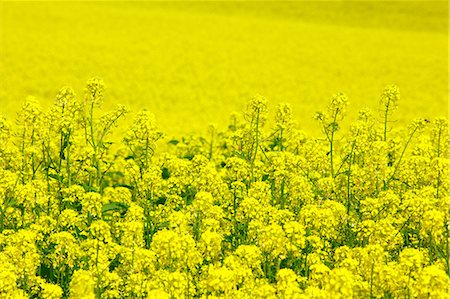 recua - Field mustard, Hokkaido Foto de stock - Sin royalties Premium, Código: 622-06842438