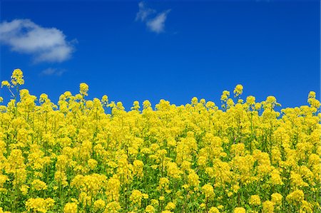 simsearch:622-09101138,k - Field mustard and sky with clouds, Hokkaido Photographie de stock - Premium Libres de Droits, Code: 622-06842431