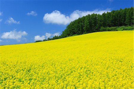 sinapis arvensis - Field mustard and sky with clouds, Hokkaido Stockbilder - Premium RF Lizenzfrei, Bildnummer: 622-06842432