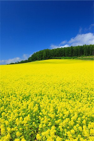 furano - Field mustard and sky with clouds, Hokkaido Foto de stock - Royalty Free Premium, Número: 622-06842433