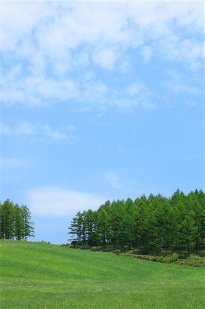 furano - Grassland trees and sky with clouds, Hokkaido Foto de stock - Royalty Free Premium, Número: 622-06842447