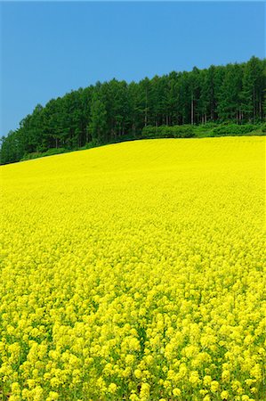 recua - Field mustard trees and sky, Hokkaido Foto de stock - Sin royalties Premium, Código: 622-06842440