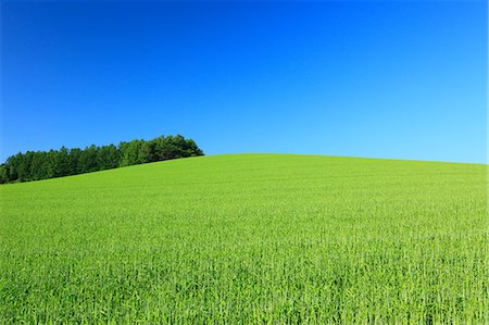 simsearch:622-06842394,k - Wheat field trees and sky, Hokkaido Photographie de stock - Premium Libres de Droits, Code: 622-06842442