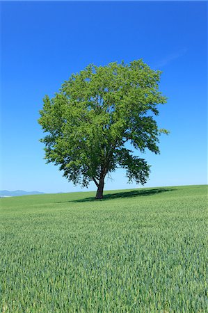 The philosophy tree in Biei, Hokkaido Stock Photo - Premium Royalty-Free, Code: 622-06842458