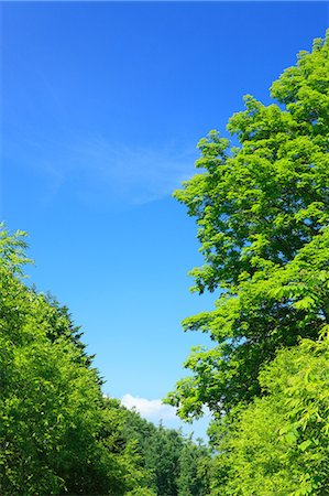 recua - Trees and sky, Hokkaido Foto de stock - Sin royalties Premium, Código: 622-06842453