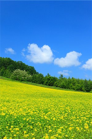 essaim - Field mustard and sky with clouds, Hokkaido Photographie de stock - Premium Libres de Droits, Code: 622-06842461