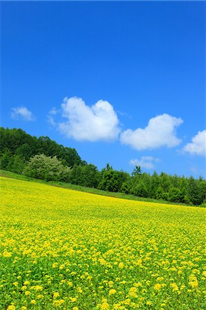 Field mustard and sky with clouds, Hokkaido Stock Photo - Premium Royalty-Free, Code: 622-06842461