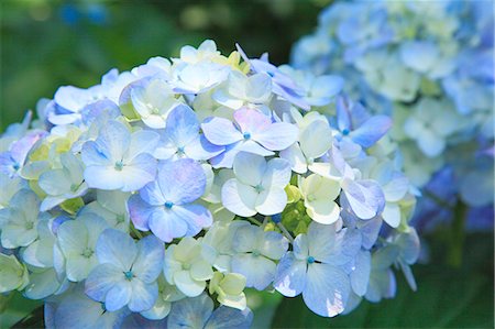 rainy season - Hydrangea flowers Stock Photo - Premium Royalty-Free, Code: 622-06842530