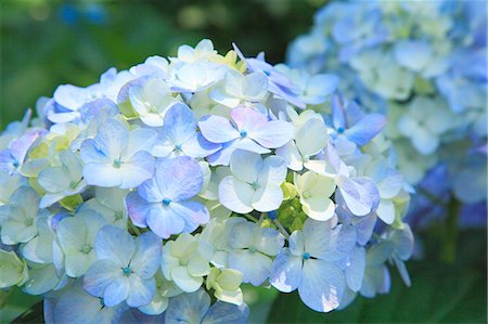 simsearch:622-06842528,k - Hydrangea flowers Photographie de stock - Premium Libres de Droits, Code: 622-06842530