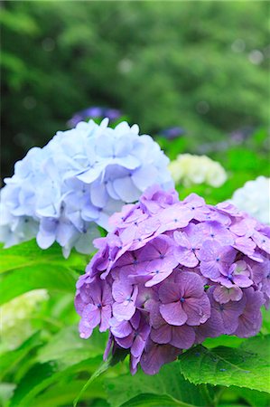 flowers with water droplets - Hydrangea flowers Stock Photo - Premium Royalty-Free, Code: 622-06842541
