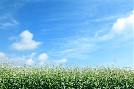 Buckwheat flowers and sky Photographie de stock - Premium Libres de Droits, Code: 622-06842559