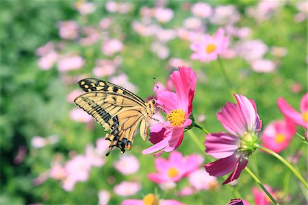 Cosmos and swallowtail butterfly Photographie de stock - Premium Libres de Droits, Code: 622-06842564