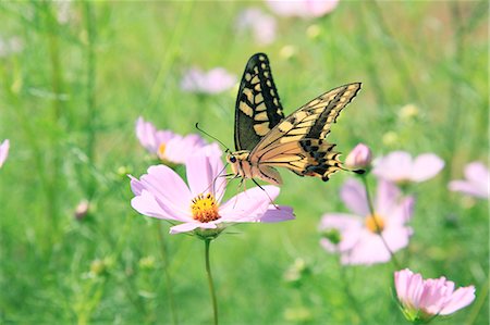 Cosmos and swallowtail butterfly Photographie de stock - Premium Libres de Droits, Code: 622-06842565