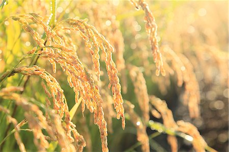 field crops harvest - Rice ears Stock Photo - Premium Royalty-Free, Code: 622-06842567