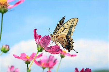 stemmed flower - Cosmos and swallowtail butterfly Stock Photo - Premium Royalty-Free, Code: 622-06842563