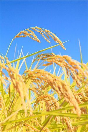 rice harvesting in japan - Rice ears Stock Photo - Premium Royalty-Free, Code: 622-06842574