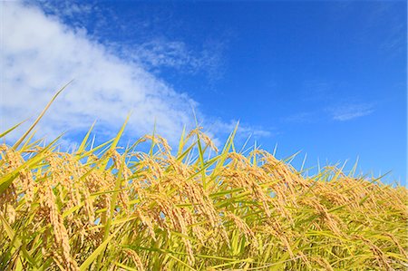 rice harvesting in japan - Rice ears Stock Photo - Premium Royalty-Free, Code: 622-06842577