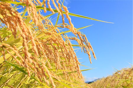 field rice - Rice ears Stock Photo - Premium Royalty-Free, Code: 622-06842578