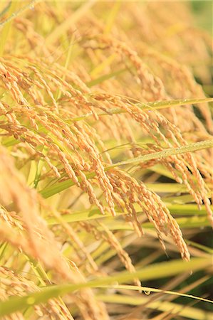 rice ear - Rice ears Stock Photo - Premium Royalty-Free, Code: 622-06842571
