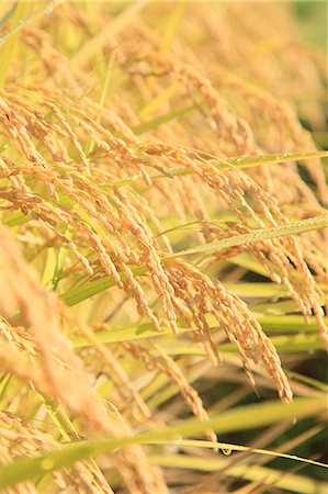 rice harvesting in japan - Rice ears Stock Photo - Premium Royalty-Free, Code: 622-06842571