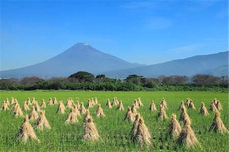 Rice ears drying near Mount Fuji, Shizuoka Prefecture Photographie de stock - Premium Libres de Droits, Code: 622-06842584