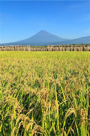 Rice ears drying near Mount Fuji, Shizuoka Prefecture Stock Photo - Premium Royalty-Free, Code: 622-06842585