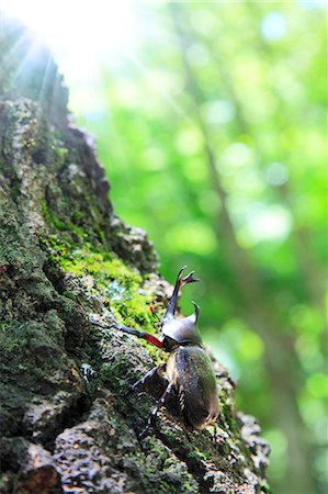 Beetle on oak tree Fotografie stock - Premium Royalty-Free, Codice: 622-06842606
