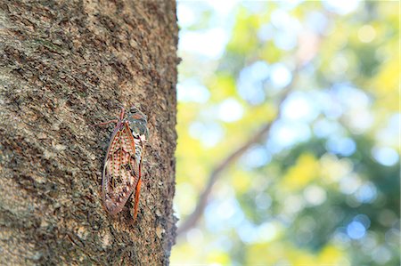 simsearch:622-07760655,k - Cicada on cherry tree Fotografie stock - Premium Royalty-Free, Codice: 622-06842615