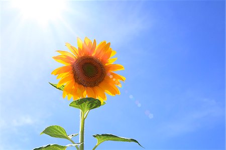 Sunflower and sky Foto de stock - Sin royalties Premium, Código: 622-06842628