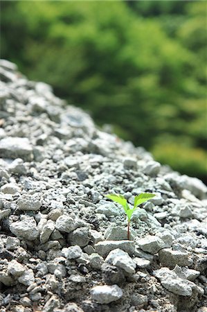 sprout (new plant growth) - Green leaf sprouting from gravel Stock Photo - Premium Royalty-Free, Code: 622-06842621