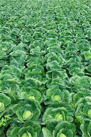 field crops harvest - Cabbage field Stock Photo - Premium Royalty-Free, Code: 622-06842641