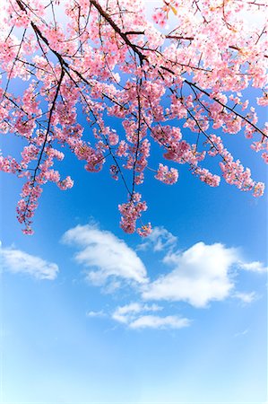 spring tree nobody flower pink sky - Cherry blossoms and sky Stock Photo - Premium Royalty-Free, Code: 622-06900037