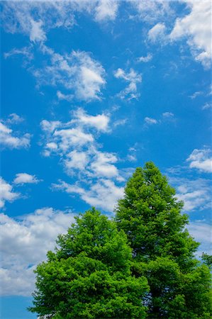 simsearch:622-06809747,k - Trees and sky with clouds Fotografie stock - Premium Royalty-Free, Codice: 622-06900038