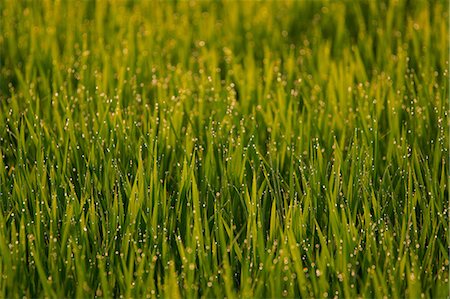 dew drops reflection - Wheat field in the morning light Stock Photo - Premium Royalty-Free, Code: 622-06900040