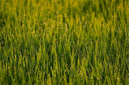 Wheat field in the morning light Foto de stock - Sin royalties Premium, Código: 622-06900040