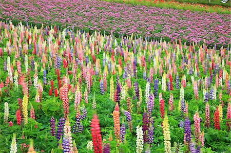 Lupin field at Shikisai Hill, Hokkaido Foto de stock - Sin royalties Premium, Código: 622-06900073