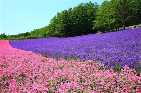 Flower field, Hokkaido Stock Photo - Premium Royalty-Free, Code: 622-06900084