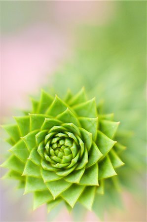plant (botanical) - Bud close-up Stock Photo - Premium Royalty-Free, Code: 622-06900090