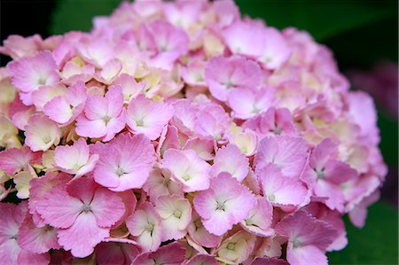Hydrangea flowers Stock Photo - Premium Royalty-Free, Code: 622-06900165