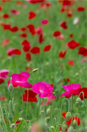 simsearch:622-07760518,k - Poppy flowers Stock Photo - Premium Royalty-Free, Code: 622-06900187