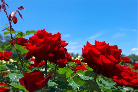 simsearch:622-07841097,k - Red roses and blue sky Photographie de stock - Premium Libres de Droits, Code: 622-06900195